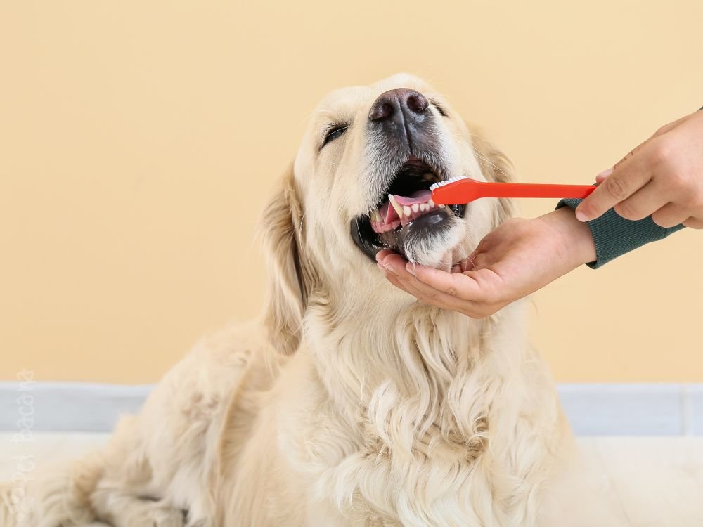 Como escovar os dentes do cachorro corretamente