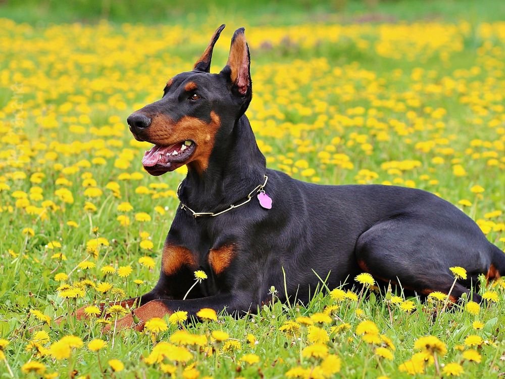 Doberman Alemao deitado no jardim